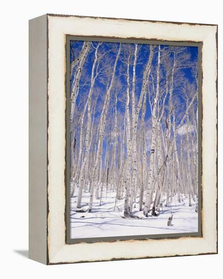 Aspen Trees During Winter, Dixie National Forest, Utah, USA-Roy Rainford-Framed Premier Image Canvas