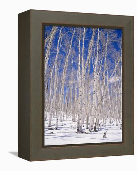 Aspen Trees During Winter, Dixie National Forest, Utah, USA-Roy Rainford-Framed Premier Image Canvas