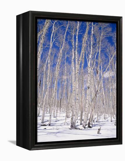 Aspen Trees During Winter, Dixie National Forest, Utah, USA-Roy Rainford-Framed Premier Image Canvas