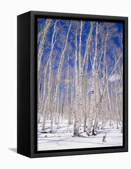 Aspen Trees During Winter, Dixie National Forest, Utah, USA-Roy Rainford-Framed Premier Image Canvas