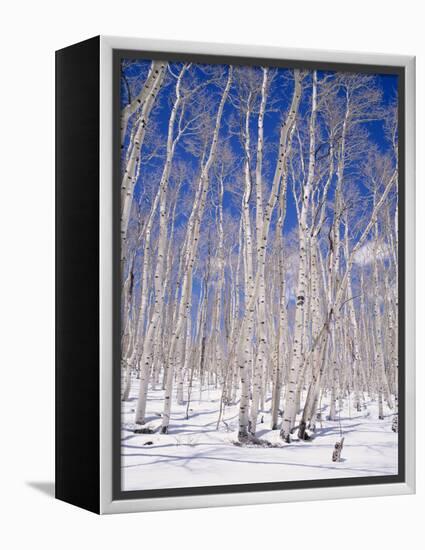 Aspen Trees During Winter, Dixie National Forest, Utah, USA-Roy Rainford-Framed Premier Image Canvas