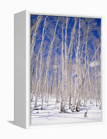Aspen Trees During Winter, Dixie National Forest, Utah, USA-Roy Rainford-Framed Premier Image Canvas