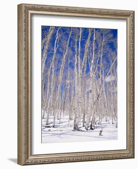 Aspen Trees During Winter, Dixie National Forest, Utah, USA-Roy Rainford-Framed Photographic Print