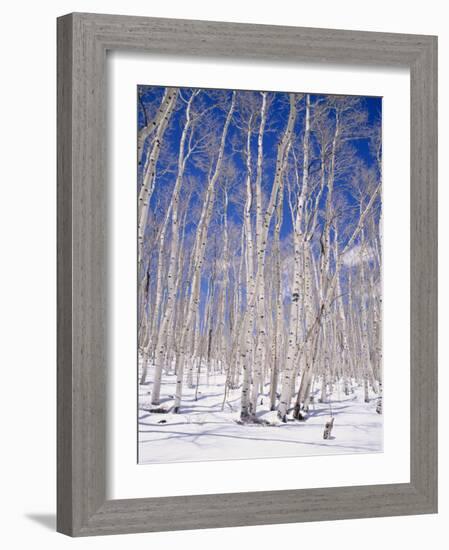 Aspen Trees During Winter, Dixie National Forest, Utah, USA-Roy Rainford-Framed Photographic Print