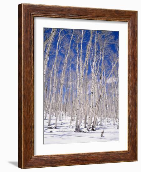 Aspen Trees During Winter, Dixie National Forest, Utah, USA-Roy Rainford-Framed Photographic Print