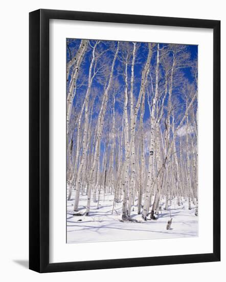 Aspen Trees During Winter, Dixie National Forest, Utah, USA-Roy Rainford-Framed Photographic Print