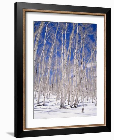 Aspen Trees During Winter, Dixie National Forest, Utah, USA-Roy Rainford-Framed Photographic Print