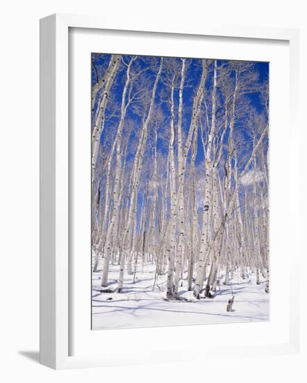 Aspen Trees During Winter, Dixie National Forest, Utah, USA-Roy Rainford-Framed Photographic Print