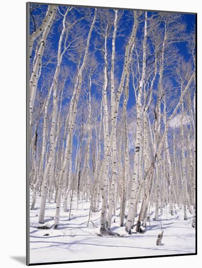 Aspen Trees During Winter, Dixie National Forest, Utah, USA-Roy Rainford-Mounted Photographic Print