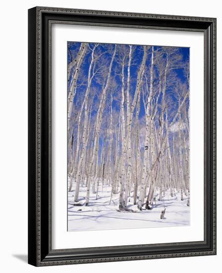 Aspen Trees During Winter, Dixie National Forest, Utah, USA-Roy Rainford-Framed Photographic Print