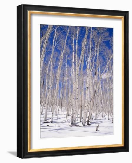 Aspen Trees During Winter, Dixie National Forest, Utah, USA-Roy Rainford-Framed Photographic Print