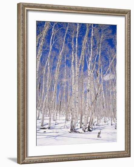 Aspen Trees During Winter, Dixie National Forest, Utah, USA-Roy Rainford-Framed Photographic Print