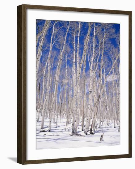 Aspen Trees During Winter, Dixie National Forest, Utah, USA-Roy Rainford-Framed Photographic Print