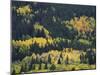 Aspen Trees, Endovalley, Rocky Mountain National Park, Colorado, USA-Rolf Nussbaumer-Mounted Photographic Print
