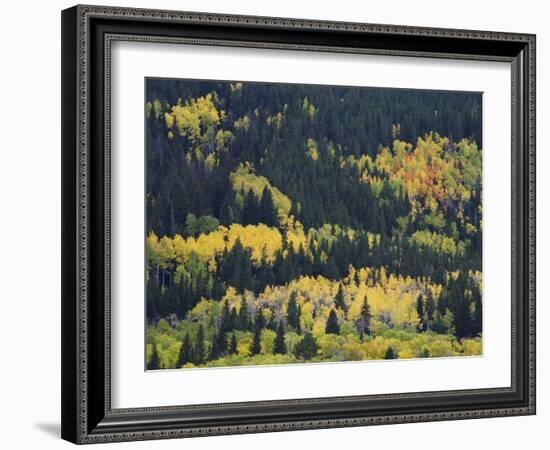 Aspen Trees, Endovalley, Rocky Mountain National Park, Colorado, USA-Rolf Nussbaumer-Framed Photographic Print