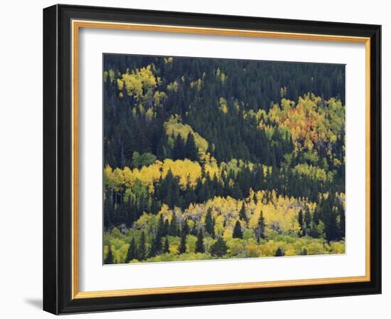 Aspen Trees, Endovalley, Rocky Mountain National Park, Colorado, USA-Rolf Nussbaumer-Framed Photographic Print