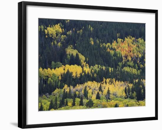 Aspen Trees, Endovalley, Rocky Mountain National Park, Colorado, USA-Rolf Nussbaumer-Framed Photographic Print