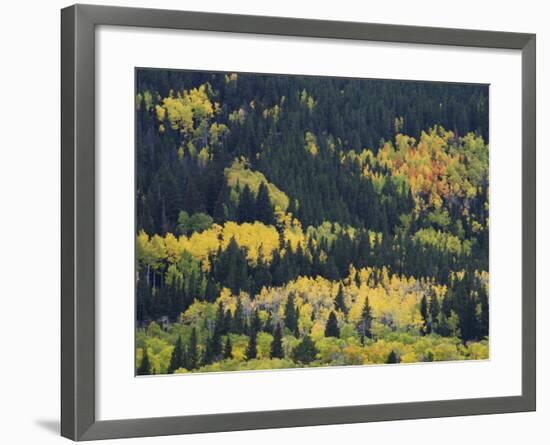 Aspen Trees, Endovalley, Rocky Mountain National Park, Colorado, USA-Rolf Nussbaumer-Framed Photographic Print