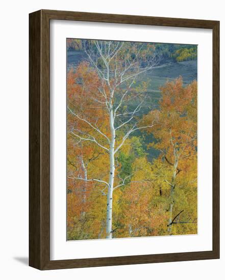 Aspen Trees Gothic Valley-Donald Paulson-Framed Giclee Print