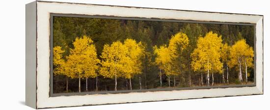 Aspen Trees Growing in a Forest, Grand Teton National Park, Wyoming, Usa-null-Framed Premier Image Canvas