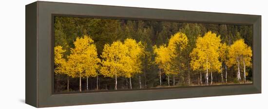 Aspen Trees Growing in a Forest, Grand Teton National Park, Wyoming, Usa-null-Framed Premier Image Canvas