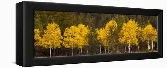 Aspen Trees Growing in a Forest, Grand Teton National Park, Wyoming, Usa-null-Framed Premier Image Canvas