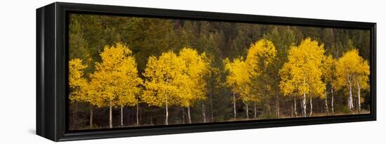 Aspen Trees Growing in a Forest, Grand Teton National Park, Wyoming, Usa-null-Framed Premier Image Canvas