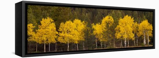 Aspen Trees Growing in a Forest, Grand Teton National Park, Wyoming, Usa-null-Framed Premier Image Canvas