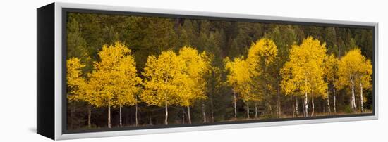 Aspen Trees Growing in a Forest, Grand Teton National Park, Wyoming, Usa-null-Framed Premier Image Canvas