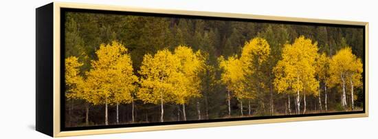 Aspen Trees Growing in a Forest, Grand Teton National Park, Wyoming, Usa-null-Framed Premier Image Canvas