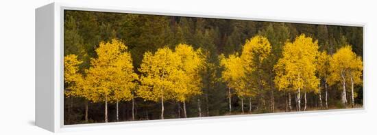 Aspen Trees Growing in a Forest, Grand Teton National Park, Wyoming, Usa-null-Framed Premier Image Canvas