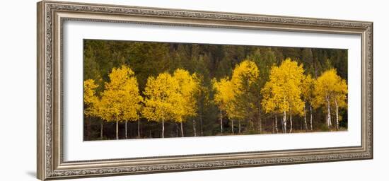 Aspen Trees Growing in a Forest, Grand Teton National Park, Wyoming, Usa-null-Framed Photographic Print