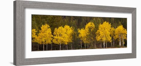 Aspen Trees Growing in a Forest, Grand Teton National Park, Wyoming, Usa-null-Framed Photographic Print