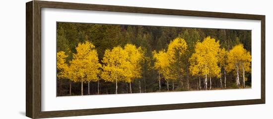 Aspen Trees Growing in a Forest, Grand Teton National Park, Wyoming, Usa-null-Framed Photographic Print