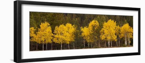 Aspen Trees Growing in a Forest, Grand Teton National Park, Wyoming, Usa-null-Framed Photographic Print