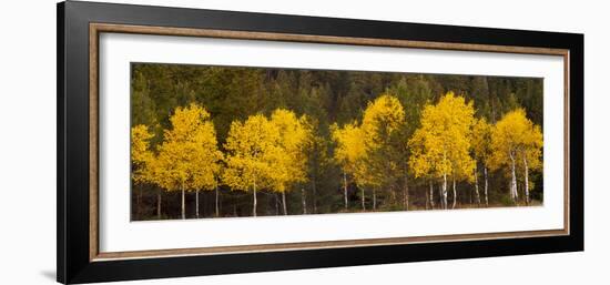 Aspen Trees Growing in a Forest, Grand Teton National Park, Wyoming, Usa-null-Framed Photographic Print