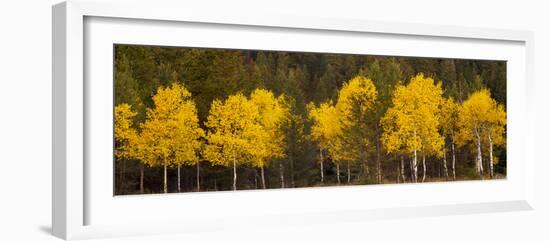 Aspen Trees Growing in a Forest, Grand Teton National Park, Wyoming, Usa-null-Framed Photographic Print