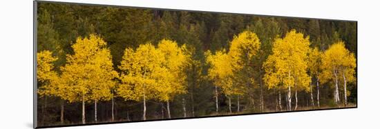 Aspen Trees Growing in a Forest, Grand Teton National Park, Wyoming, Usa-null-Mounted Photographic Print