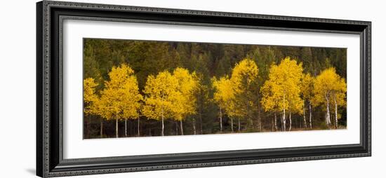 Aspen Trees Growing in a Forest, Grand Teton National Park, Wyoming, Usa-null-Framed Photographic Print