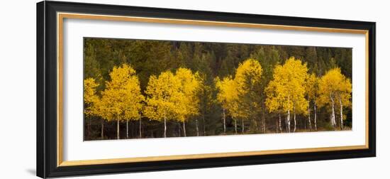 Aspen Trees Growing in a Forest, Grand Teton National Park, Wyoming, Usa-null-Framed Photographic Print