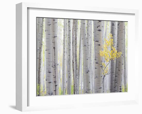 Aspen Trees I-Donald Paulson-Framed Giclee Print