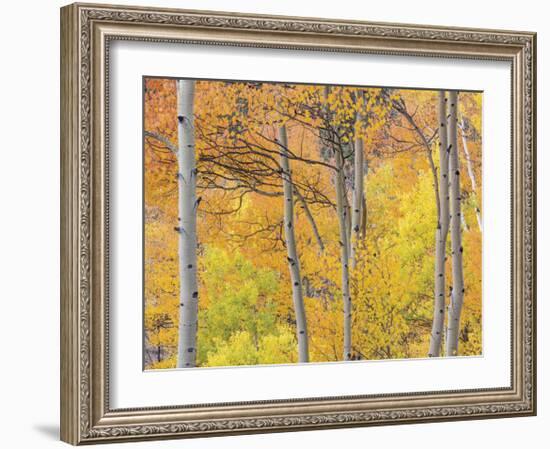 Aspen Trees III-Donald Paulson-Framed Giclee Print