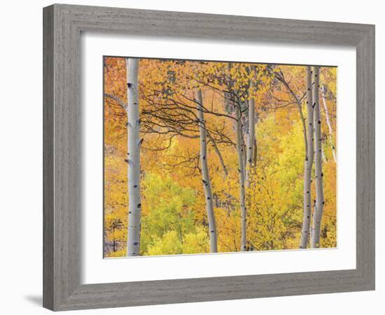 Aspen Trees III-Donald Paulson-Framed Giclee Print