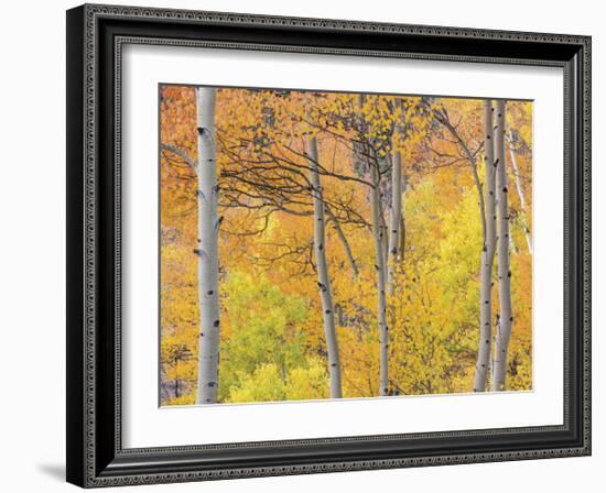 Aspen Trees III-Donald Paulson-Framed Giclee Print