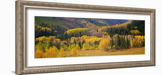 Aspen Trees in a Field, Telluride, San Miguel County, Colorado, USA-null-Framed Photographic Print