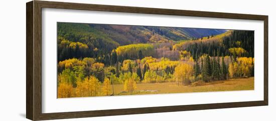 Aspen Trees in a Field, Telluride, San Miguel County, Colorado, USA-null-Framed Photographic Print