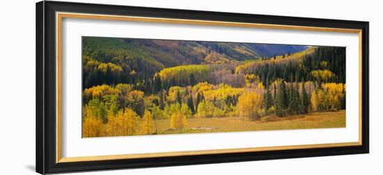 Aspen Trees in a Field, Telluride, San Miguel County, Colorado, USA-null-Framed Photographic Print