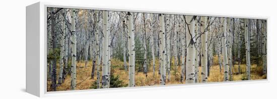 Aspen Trees in a Forest, Alberta, Canada-null-Framed Premier Image Canvas