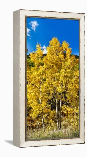 Aspen Trees in a Forest Along Ophir Pass, Umcompahgre National Forest, Colorado, USA-null-Framed Stretched Canvas