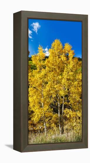 Aspen Trees in a Forest Along Ophir Pass, Umcompahgre National Forest, Colorado, USA-null-Framed Stretched Canvas